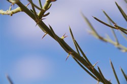 Phyllodes are sharpest of younger leaves