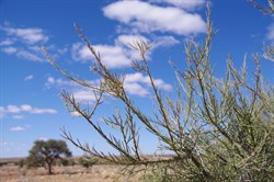 Young Phyllodes on Acacia pickardii
