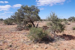 3 stages of growth for Acacia pickardii