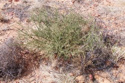 A very young Acacia pickardii