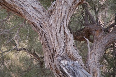 Trunk of matute Acacia pickardii