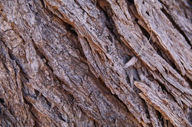 Close up view of the bark on Acacia pickardii