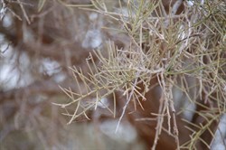Mature phyllodes on Acacia pickardii