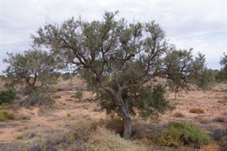 Mature Acacia pickardii outside of fenced area - Birdsville Track