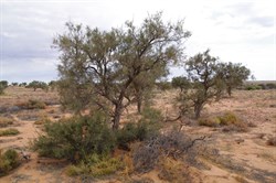 Mature Acacia pickardii with 2 new suckers each side of the tree