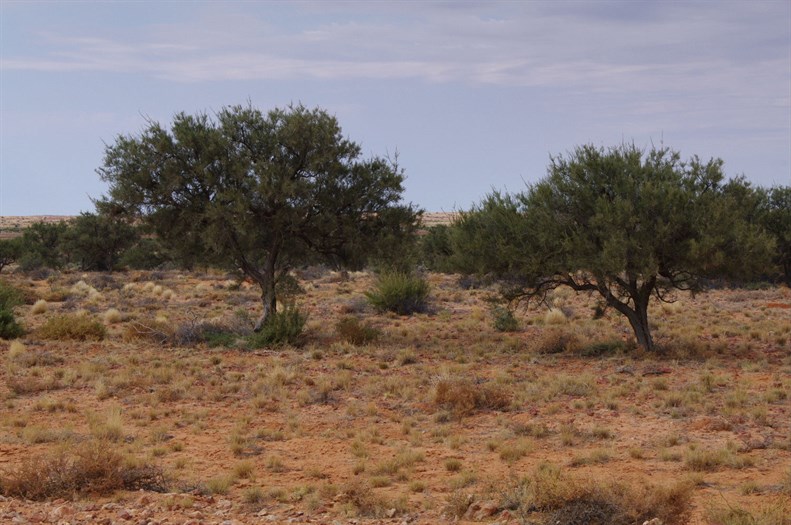 2 very old examples of Acacia pickardii