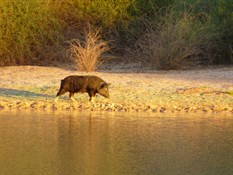 Every afternoon this pig did its rounds along the river