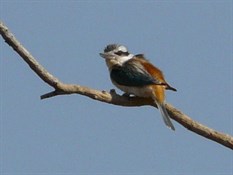The beautiful Kingfishers looking for food