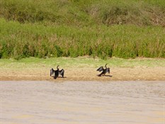 Cormorants drying their wings