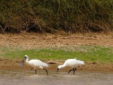 Spoonbills wading along the river