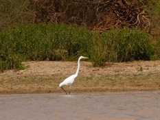 The Egret patiently waits for dinner