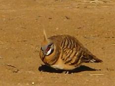 The beautiful spinefix pidgeon eating grass seeds