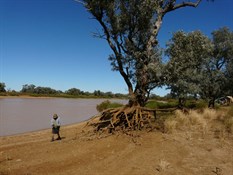 Exposed tree routes - a result of massive water flow