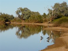 White Necked Heron also waits patiently