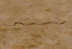 The snakes are just so hard to see