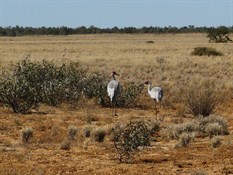 Brolgas along the Warracoota Circuit Drive