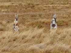 The area was teaming with Kangaroos