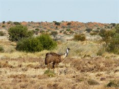 Emus also roamed the park