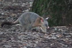 Our first Possum