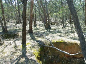 An old prospecting area in the heart of the goldfields