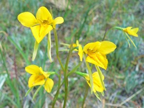Ground orchids at Natte Yallock
