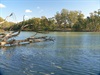 Murray River near Tocumwal