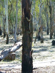 Goanna
