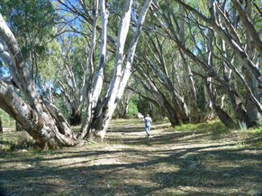 Mighty River Red Gums