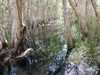 Burrum Coast Np