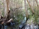 Burrum Coast Np