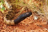 The Black Headed Python - Taken: 7/06/2009 7:53:29 AM Camera: SONY  DSLR-A200