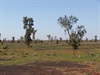 Acacia peuce