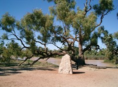The Dig Tree