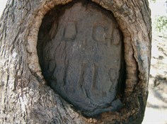 The Dig Tree