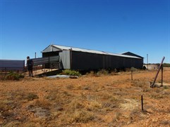 Shearing had only recently finished at Theldarpa