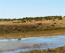 The good conditions meant an increase in the emu population