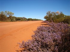 Roadside flowers around Meekatharra
