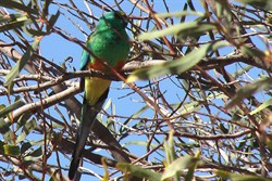 Mulga parrots. Meekatharra to Wiluna 