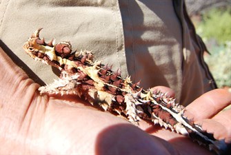Thorny Devil
