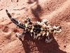 A fat Thorny Devil on the Anne Beadell - 2011