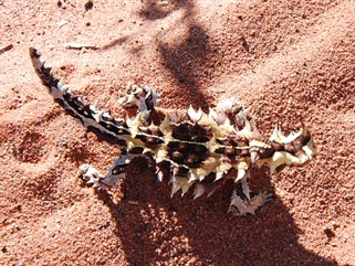 A fat Thorny Devil on the Anne Beadell - 2011