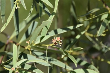 The Life Cycle of the Quandong starts all over again - Camera: NIKON CORPORATION NIKON D7000 Taken: 26 Jan 2012