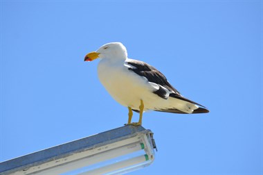 Pacific Gull on jetty light - Camera: NIKON CORPORATION NIKON D7000 Taken: 26 Jan 2012
