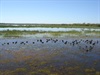 Mamukala Wetlands