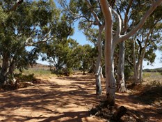 Beautiful River Red Gums