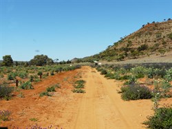 Track out to Mutawintji Gorge