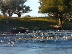 The birdlife at Tilpa Weir