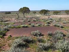 Site of the Emu Township