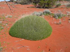 The first of the spinifex