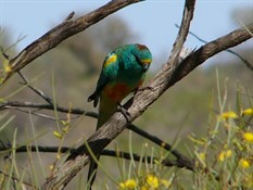 Mulga Parrot